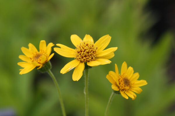 Arnica chamissonis - Arnika