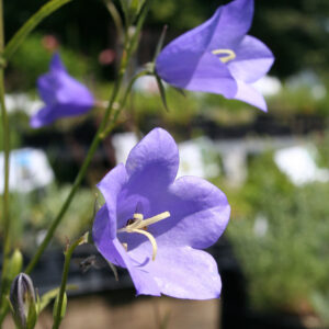 Campanula persicifolia - Pfirsichblättrige Glockenblume