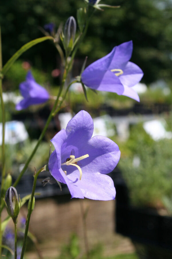 Campanula persicifolia - Pfirsichblättrige Glockenblume