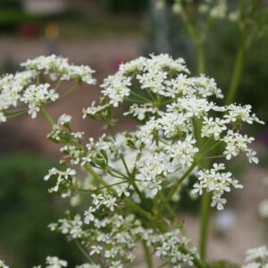 Anthriscus sylvestris - Wiesenkerbel