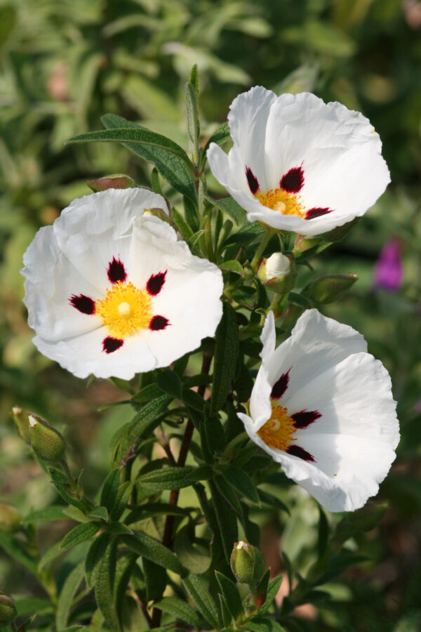 Cistus x verguinii - Zistrose