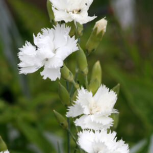 Dianthus caryophyllus fl. pl. 'Grenadin Weiß' - Land-Nelke 'Grenadin Weiß'