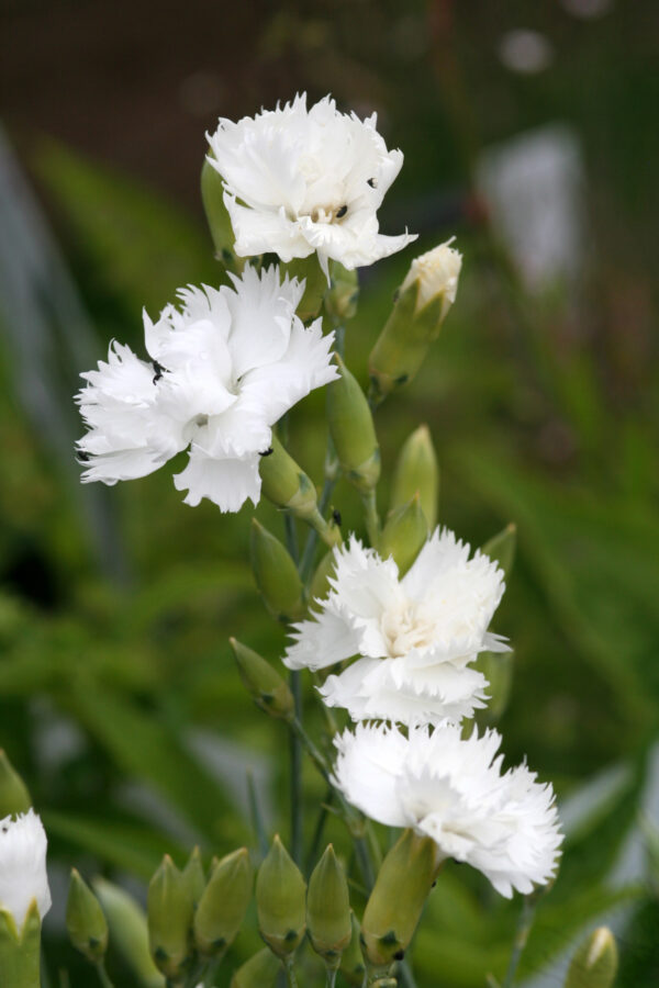 Dianthus caryophyllus fl. pl. 'Grenadin Weiß' - Land-Nelke 'Grenadin Weiß'