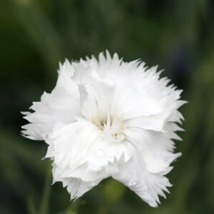 Dianthus caryophyllus fl. pl. 'Grenadin Weiß' - Land-Nelke 'Grenadin Weiß'