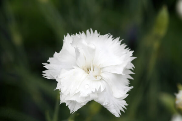 Dianthus caryophyllus fl. pl. 'Grenadin Weiß' - Land-Nelke 'Grenadin Weiß'