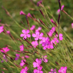 Dianthus deltoides - Heidenelke (Regio)