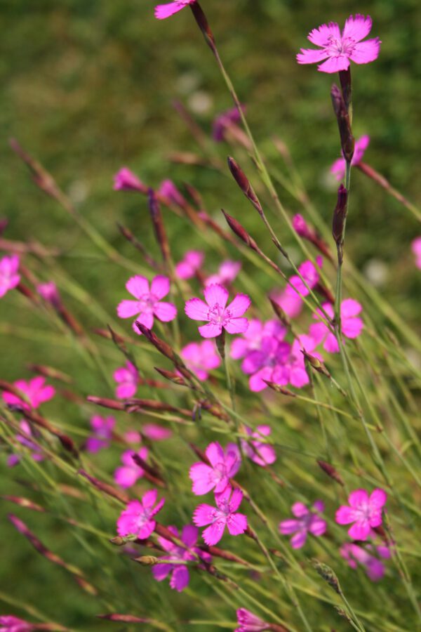 Dianthus deltoides - Heidenelke (Regio)