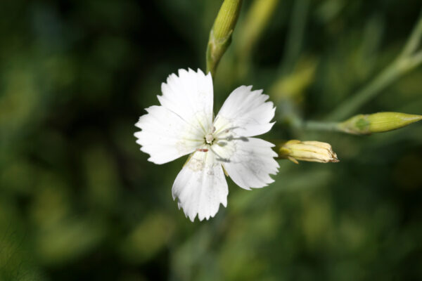 Dianthus deltoides 'Albus' - Heidenelke 'Albus'