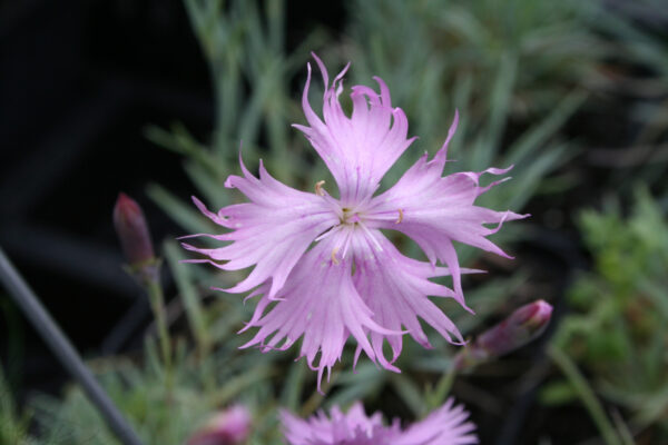 Dianthus gratianopolitanus 'Rosafeder' - Pfingst-Nelke 'Rosafeder'