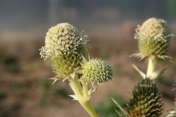 Eryngium agavifolium - Agavenblättrige Mannstreu