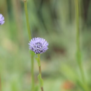 Globularia punctata