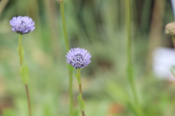 Globularia punctata