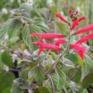 Salvia rutilans