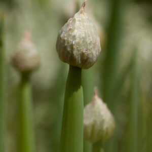 Allium fistulosum - Winterheckenzwiebel