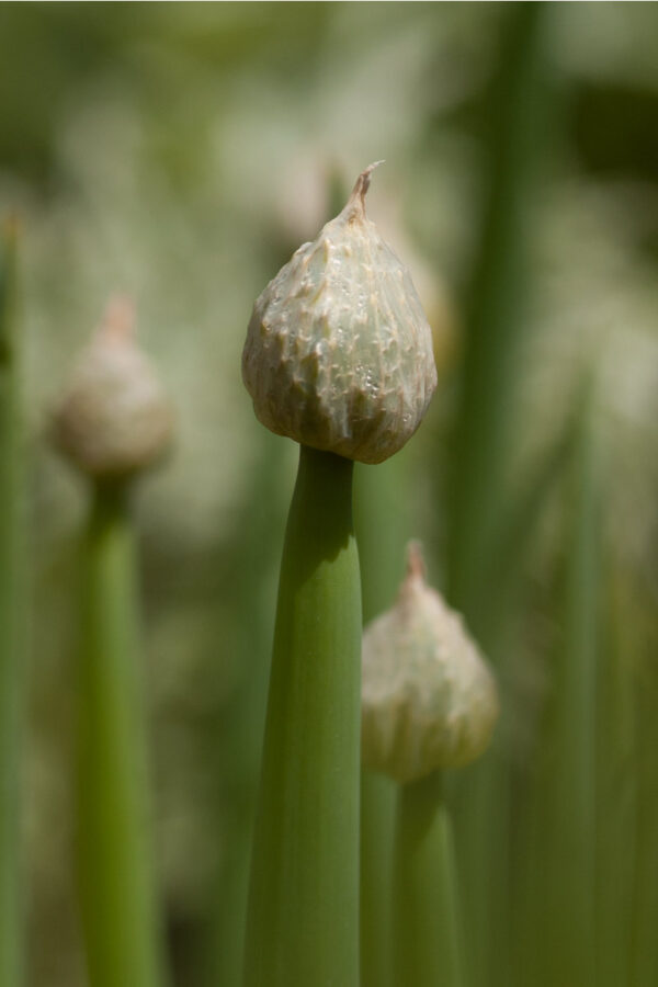 Allium fistulosum - Winterheckenzwiebel