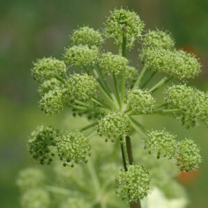 Angelica archangelica - Engelwurz