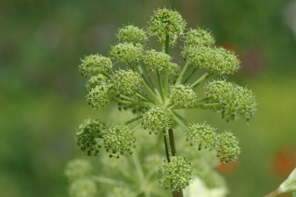 Angelica archangelica - Engelwurz