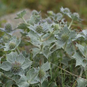 Eryngium maritimum - Strand-Mannstreu/Stranddistel