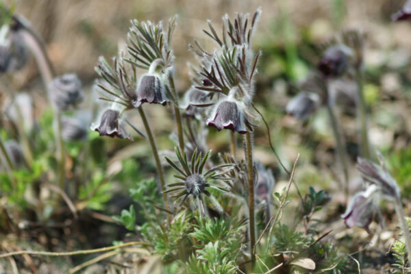 Pulsatilla pratensis ssp. nigricans - Schwarze Wiesen-Kuhschelle