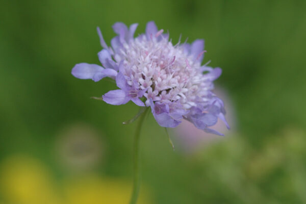 Scabiosa canescens - Duft-Skabiose / Graublättrige Skabiose