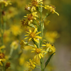 Solidago virgaurea - Gewöhnliche Goldrute (Regio)