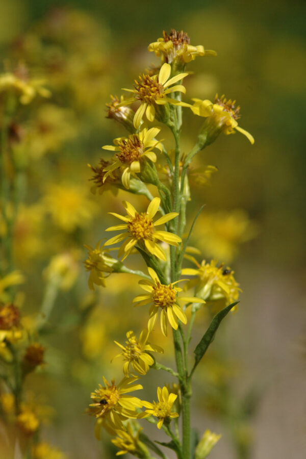 Solidago virgaurea - Gewöhnliche Goldrute (Regio)