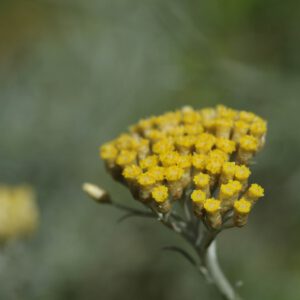 Currykraut - Helichrysum italicum