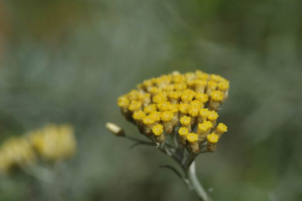 Currykraut - Helichrysum italicum