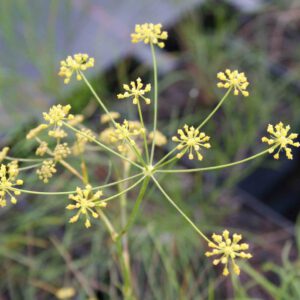 Seseli gracile - Feingliedriger Bergfenchel