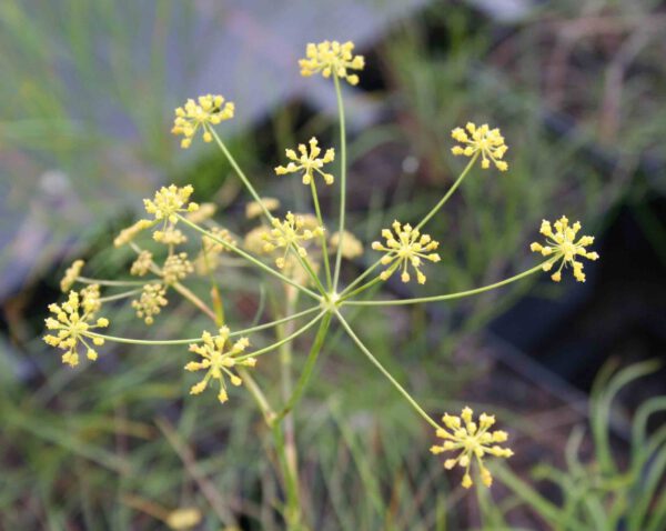 Seseli gracile - Feingliedriger Bergfenchel