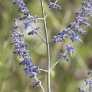 Perovskia atriplicifolia - Blauraute