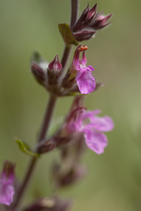 Teucrium x lucidrys - Immergrüner Gamander