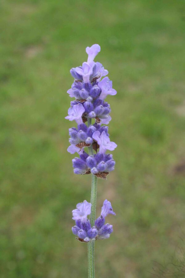 Lavandula angustifolia 'Melissa Lilac' - Lavendel 'Melissa Lilac'