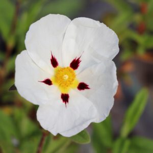 Cistus 'Jessamy Beauty'