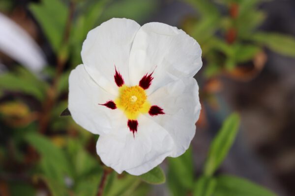 Cistus 'Jessamy Beauty'