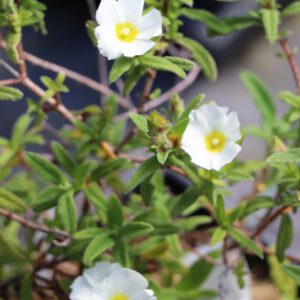 Cistus x florentinus 'Béziers'