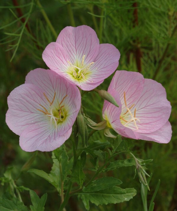 Oenothera speciosa - Schnee-Nachtkerze