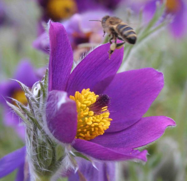 Pulsatilla vulgaris - Kuhschelle