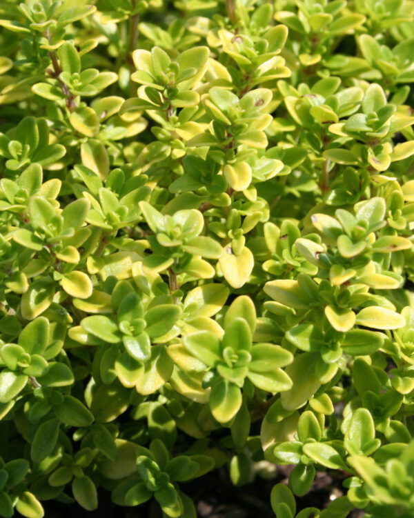 Thymus x citriodorus 'B. Anderson' - Zitronenthymian 'B. Anderson'