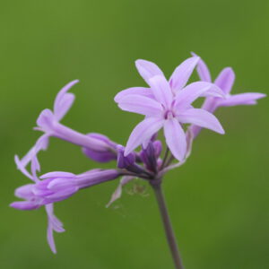 Tulbaghia violacea - Zimmerknoblauch / Kaplilie