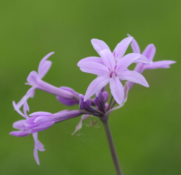 Tulbaghia violacea - Zimmerknoblauch / Kaplilie