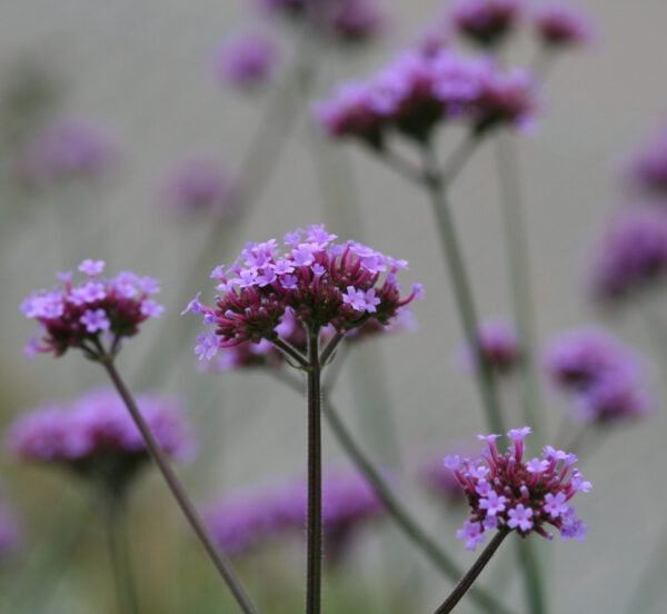 Verbena bonariensis - Argentinisches Eisenkraut