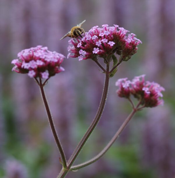 Verbena bonariensis - Argentinisches Eisenkraut