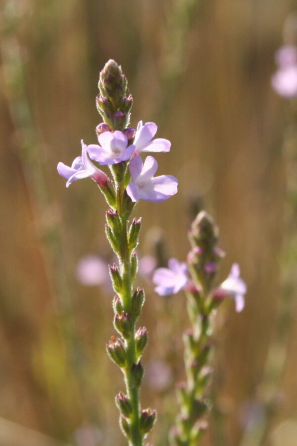 Verbena hastata 'Blue Spires' - Lanzen-Eisenkraut 'Blue Spires'